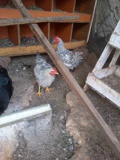 Chicken roosters
