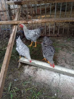 Chicken roosters