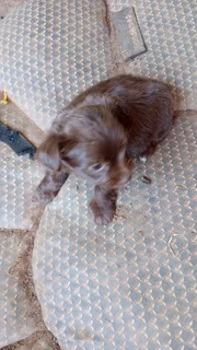 Yorkie pups Pretoria