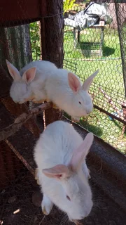 Rabbits New Zealand white
