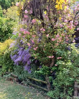 Blairgowrie, Randburg: One bedroom garden flat to rent