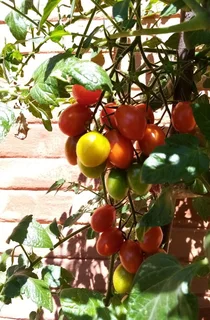 Blairgowrie, Randburg - Studio bachelor garden cottage available immediately