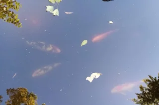 Blairgowrie, Randburg - Studio bachelor garden cottage available immediately