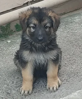 Purebred german Shepard puppies