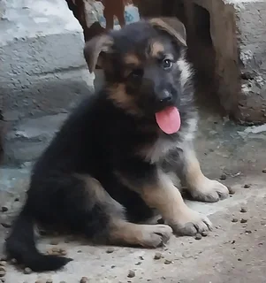 Purebred german shepherd puppies
