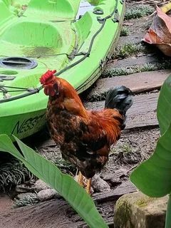 Boschvelder x Easter Egger Chickens