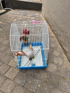Budgie cage with round top