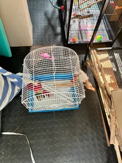 Budgie cage with round top