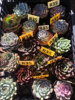 Plants : Succulents/Super Soil/ Pots at the Milnerton Market (Stand No. C19)