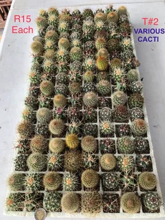 Plants/Pots/Fertiliser/Super Grow medium at The Milnerton Market (Stand No. C19 on Sundays)