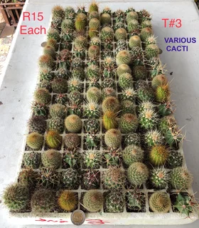 Plants/Pots/Fertiliser/Super Grow medium at The Milnerton Market (Stand No. C19 on Sundays)