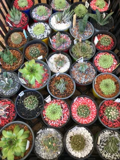 Plants/Pots/Fertiliser/Super Grow medium at The Milnerton Market (Stand No. C19 on Sundays)