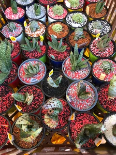 Plants/Pots/Fertiliser/Super Grow medium at The Milnerton Market (Stand No. C19 on Sundays)