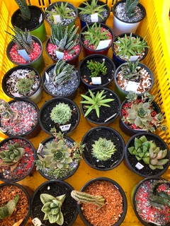 Plants/Pots/Fertiliser/Super Grow medium at The Milnerton Market (Stand No. C19 on Sundays)
