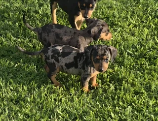 Dachshund puppies
