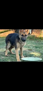German Shepard Pup