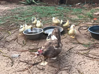 Muscovy Ducklings