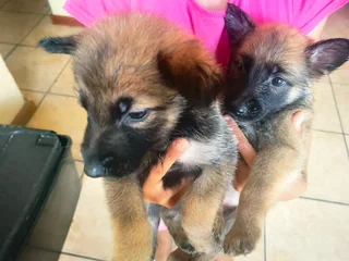 Puppies for sale