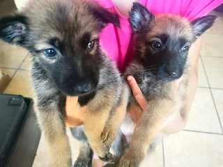 Puppies for sale