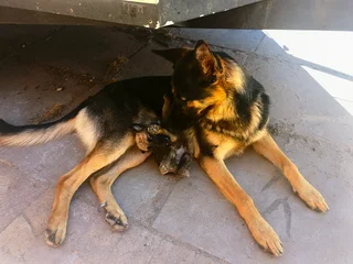 Puppies - Ad posted by Amirah