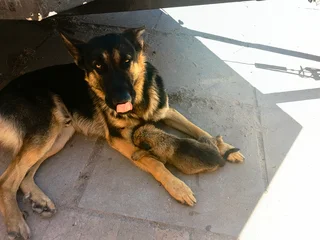 Puppies - Ad posted by Amirah