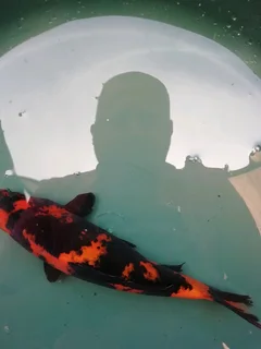 Koi fish