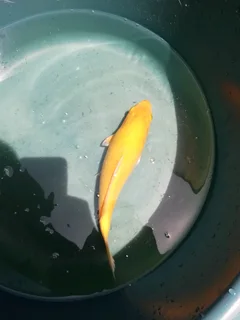 Koi fish
