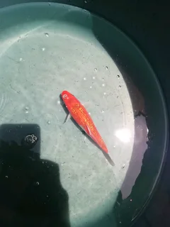 Koi fish