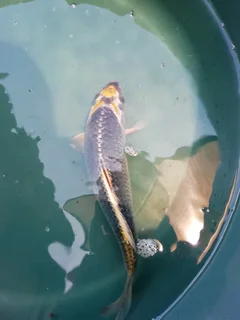 Koi fish
