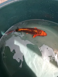 Koi fish