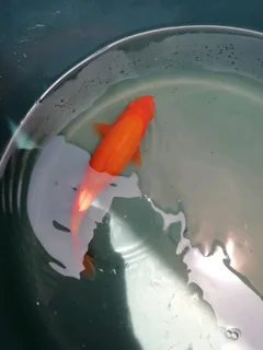 Koi fish