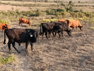 Dexter Cows