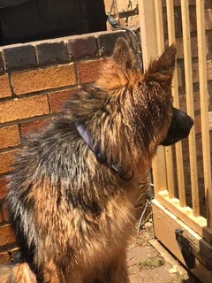 Thoroughbred German Shepherd Puppies.