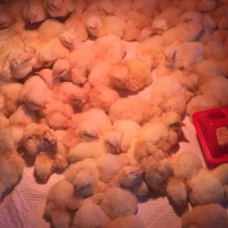 Chicken Hatching machines Incubate Chicken eggs: for sale 3 of as a job-lot