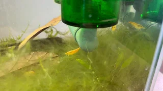 Shrimp tank