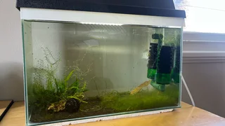 Shrimp tank