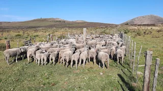 Sheep - Ad posted by Rian Viljoen