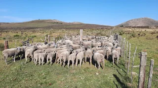 Sheep - Ad posted by Rian Viljoen