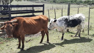 Nguni Cattle