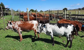 Nguni Cattle