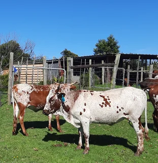 Nguni Cattle
