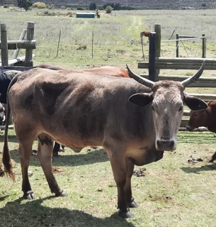 Nguni Cattle