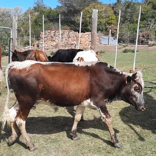 Nguni Cattle