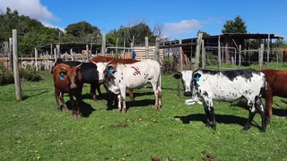 Nguni Cattle
