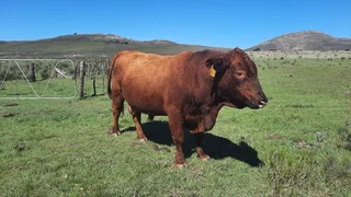 Angus Bull
