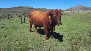Angus Bull