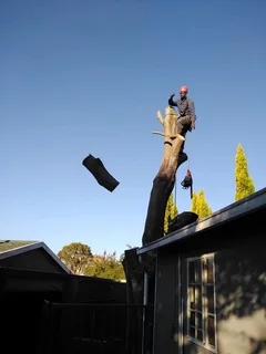 Expert tree Felling