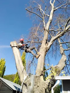 Expert tree Felling