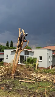 Expert tree Felling