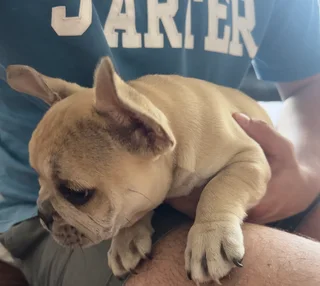Fawn French Bulldog Pup for sale